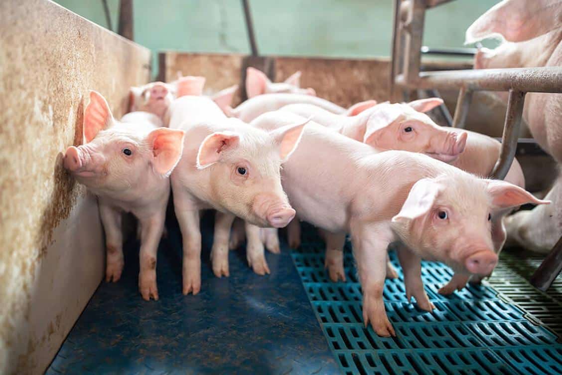 Several piglets huddled together