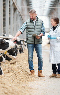 farmer and veterinarian in cows stable