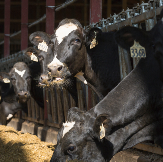 A row of black cows at a beef cattle feed station