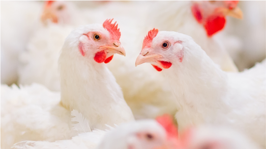 All About Animal Nutrition | ADM All About Animal Nutrition | ADM