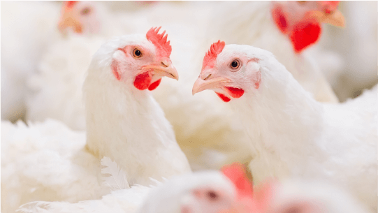 A couple of white hens sitting together 