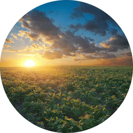 Sun rays falling on a lush green field and some dark clouds forming in the blue sky