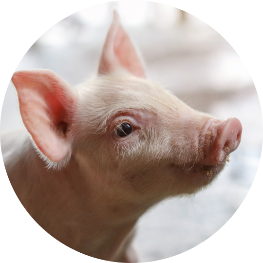 A close up of a pig