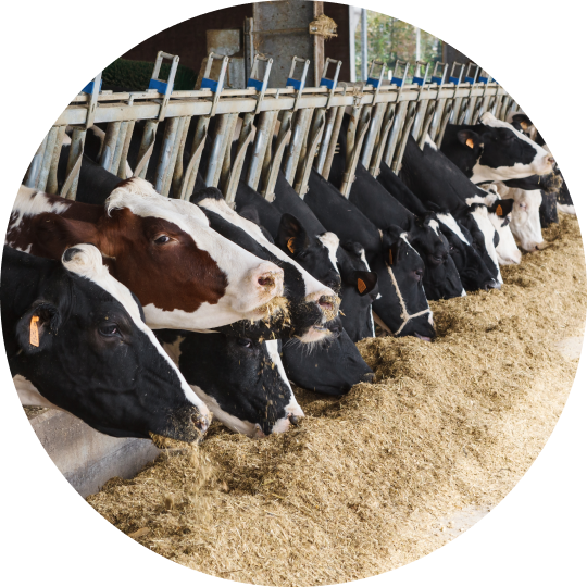 All About Animal Nutrition | ADM