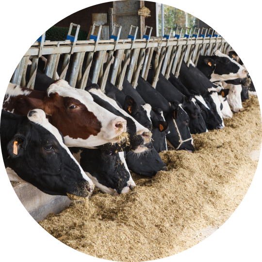  A row of cattle eating beef feed at the feeding station