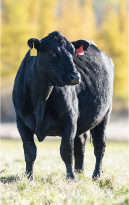 All About Animal Nutrition | ADM All About Animal Nutrition | ADM