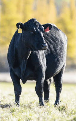 A black cow standing in a grassy field