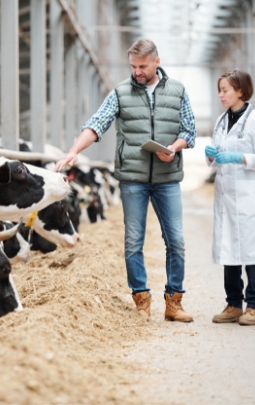 Mature head of large dairy farm cow consulting with veterinarian by cowshed