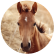 A foal in an outside field at sunrise