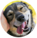 A hand petting a smiling, healthy dog