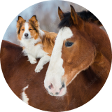 dog laying on horse