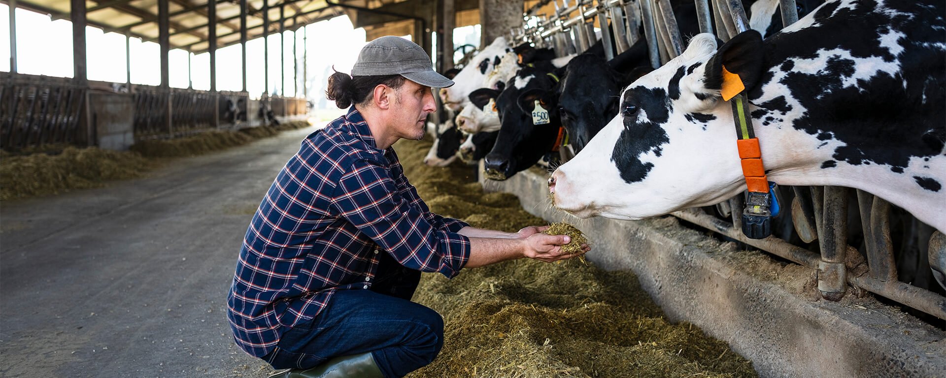 Farmer Feeding Cattle Feed Additives Ingredients (1)