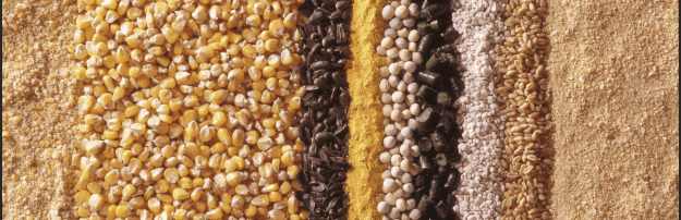 Feed Additives Ingredients Nutrition expertise