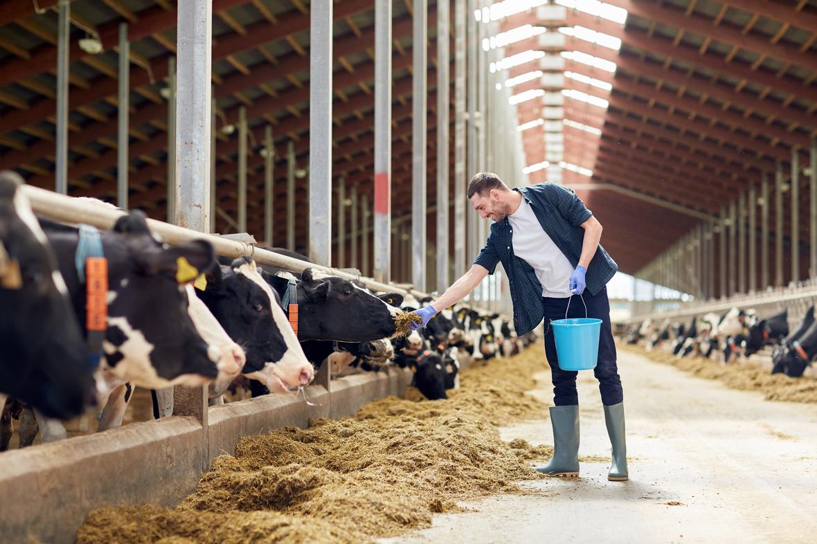 young handsome farmer feeding the cows with his hands