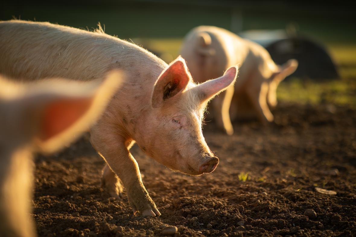 happy swine in the mud