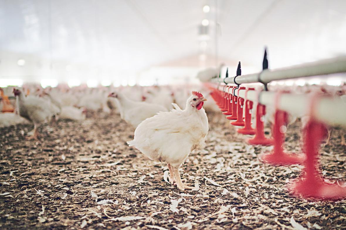 Chickens on a poultry farm