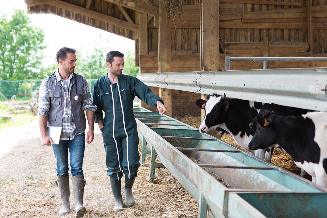 farmers in the stabkle with cows