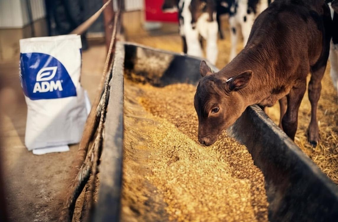 C30 Brown calf eats feed from trough next to feed bag with ADM logo_Fort Wayne