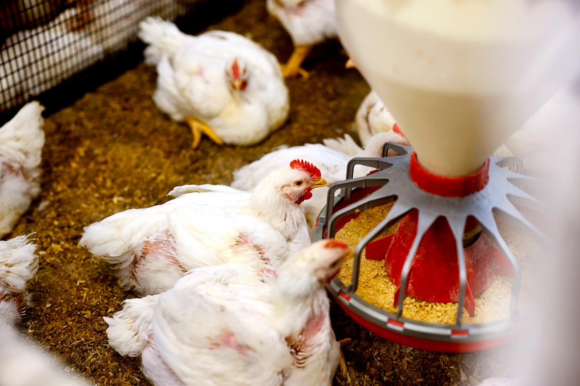 View from above white chickens eating from red circular feeder inside chicken coop
