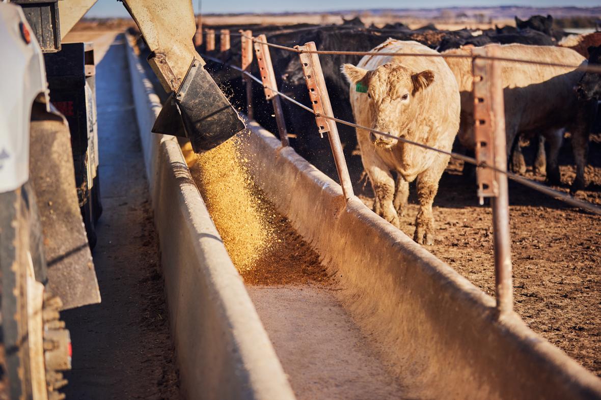 Light brown cow approaches fencing while machinery pushes feed into trough outdoors cattle in background