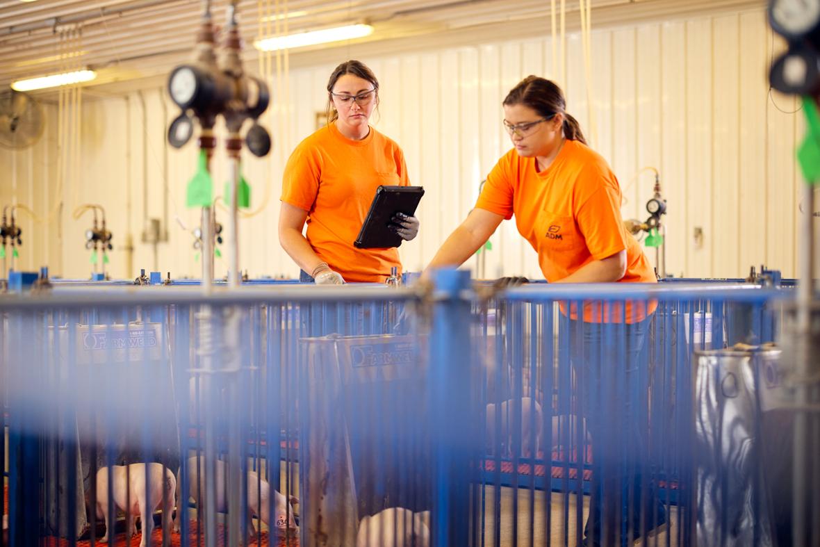Two female workers wearing safety glasses inspecting piglets in pen one holding tablet