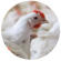 c49 01 poultry (1)