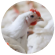 c49 01 poultry (1)