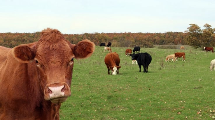 Cows grazing in a field