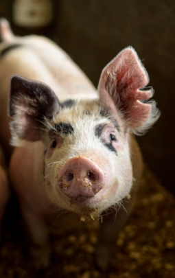 Spotted pig with food