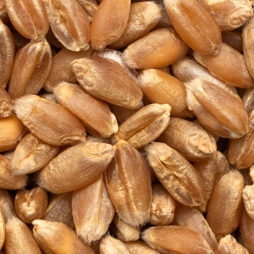 Pattern image of rye