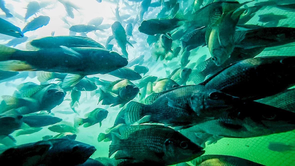 A school of fish in water