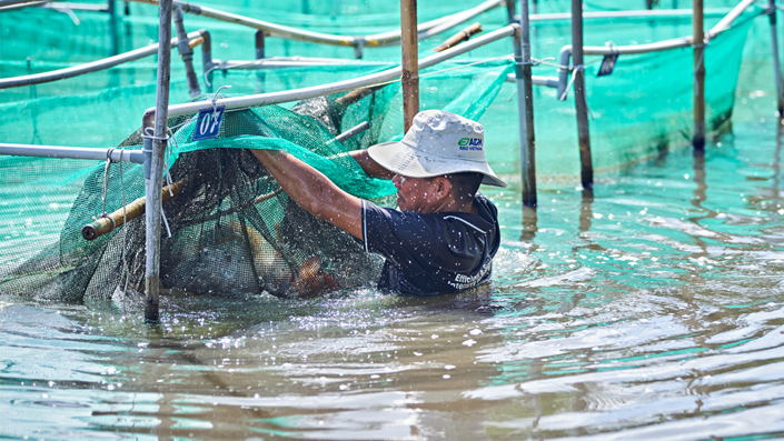 Aqua farmer working with nets on an ADM farm