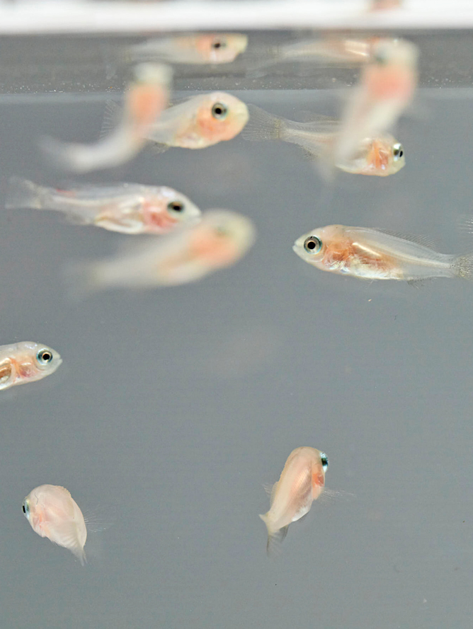 A school of clear see-through fish in a clear coloured water tank.