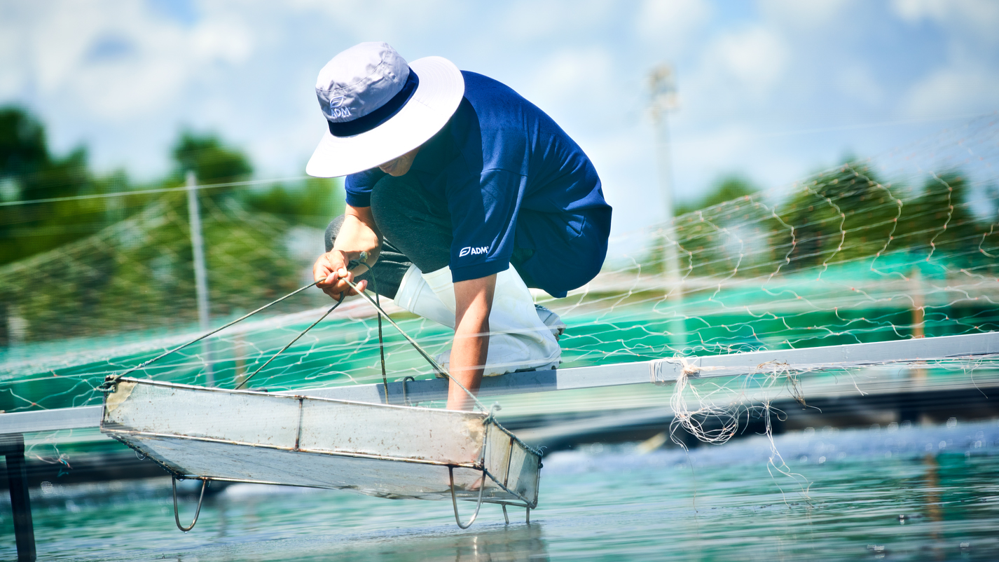A man wearing a blue shirt with the ADM brand on the left arm is pulling a fish cage out of the water, amidst a background containing additional fish farms, including clear blue skies and green coloured water.