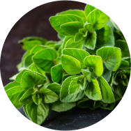  A close up of a bunch of lush green leaves