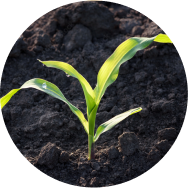 A close up of a corn sowed in wet soil