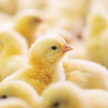 A close up of a chick standing with a group of chicks
