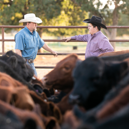 Two men with cowboy hats standing next to a herd of beef cattle on a ranch