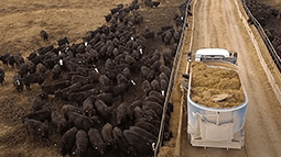 A herd of black cows feeding on a ranch while a truck is dropping off cattle feed