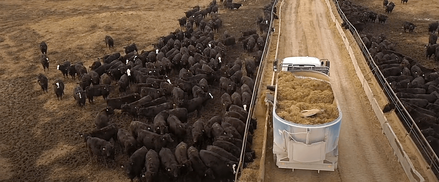 A herd of black cows feeding on a ranch while a truck is dropping off cattle feed
