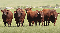 A group of brown cows standing on a lush green field