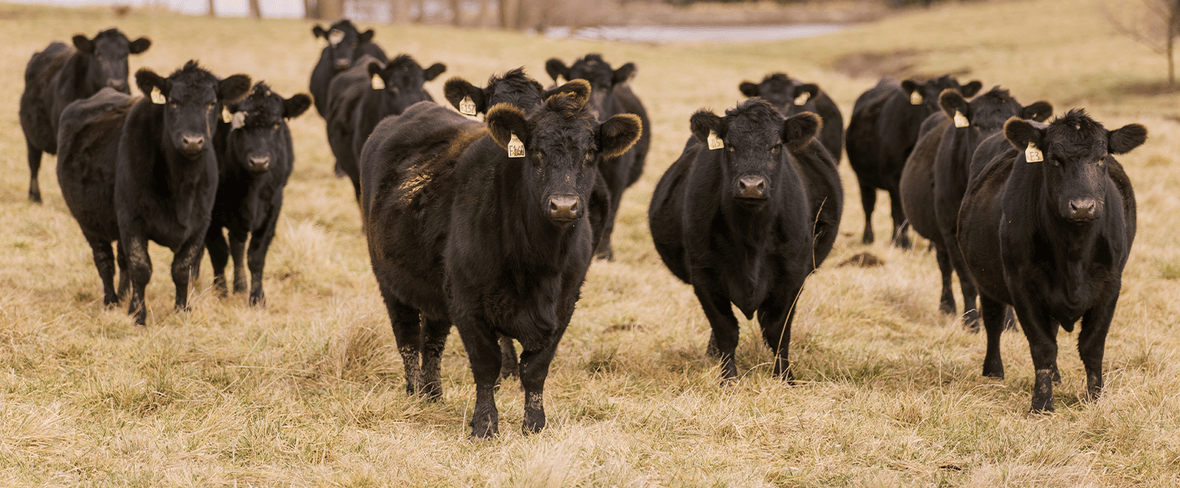 cattle in the field 