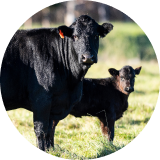 A black cow and a calf standing in a grassy field