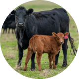 A black cow and a brown calf standing in a grassy field