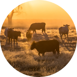 A herd of beef cattle grazing in a field at sunset