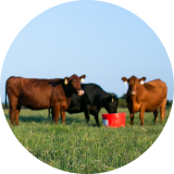 A herd of cows and calves grazing in a grassy field