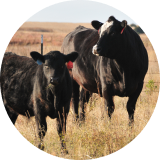 A black cow and a calf standing in a grassy field