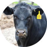 A close-up of a black cow