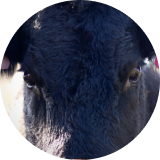 A close-up of a black cow’s face