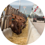 A row of brown cattle at a feeding station